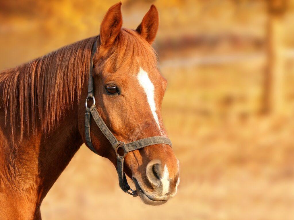 horse-g3a94738c5_1280